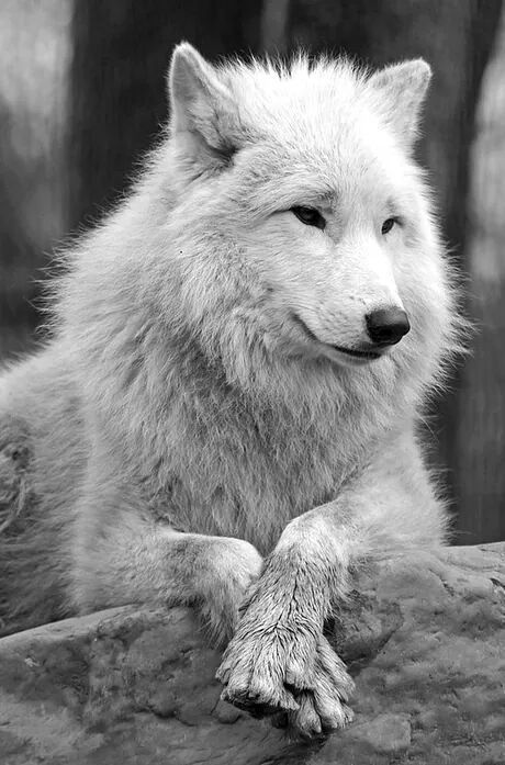 a white wolf laying on top of a tree branch