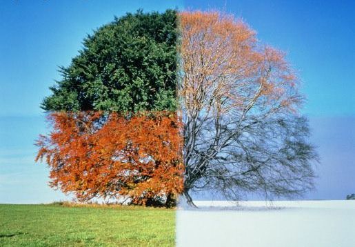 two different trees with the words just like seasons, people change in front of them