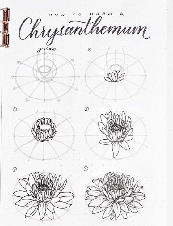 an open notebook with drawings on it and the title how to draw a chrysanthemum