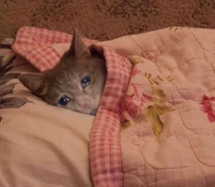 a cat is hiding under a blanket on the couch with it's head sticking out