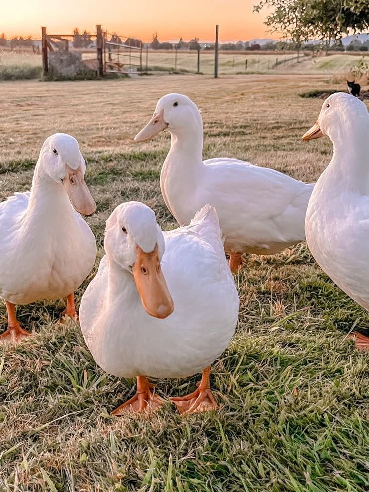 four white ducks are standing in the grass