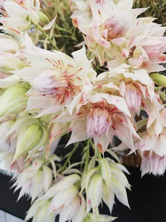 some white and pink flowers are in a vase