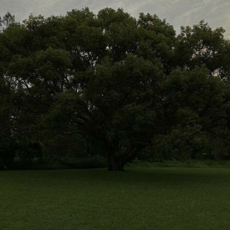 a large tree sitting in the middle of a lush green field under a cloudy sky