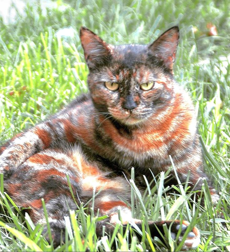 a cat laying in the grass looking at the camera