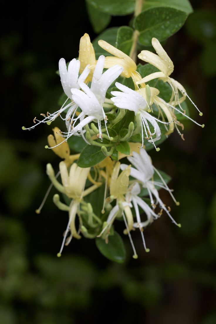 white and yellow flowers with green leaves in the background