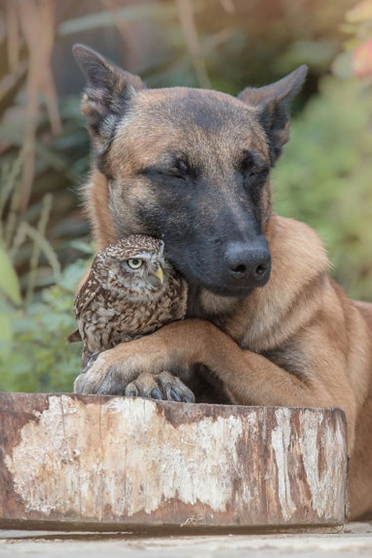 amazing dog photography by an amazing dog photographer Unusual Animal Friends, Unlikely Animal Friends, Regard Animal, Mini Posters, Burrowing Owl, Malinois Dog, Animals Friendship, Lord God, Unusual Animals