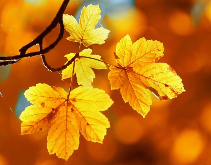 two yellow leaves hanging from a tree branch in front of an orange and blue background