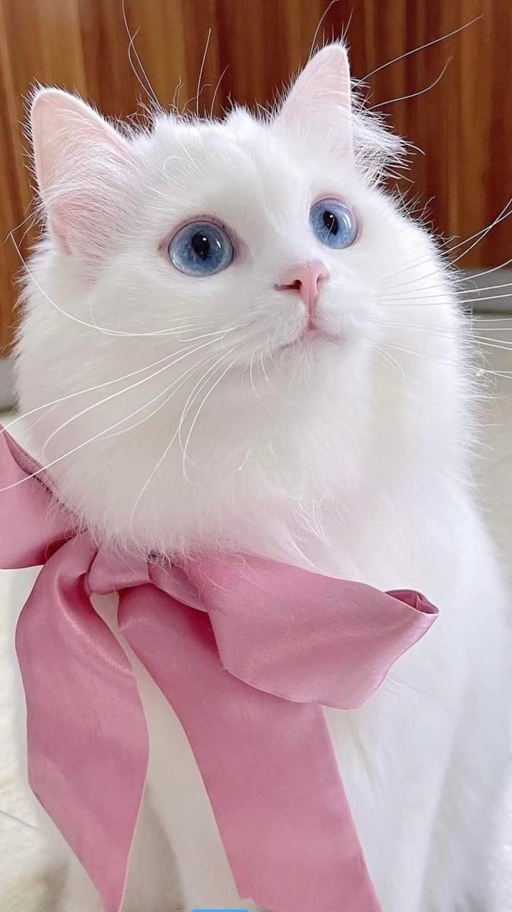 a white cat with blue eyes wearing a pink ribbon around it's neck and looking at the camera