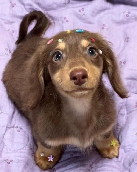 a small brown dog with sprinkles on it's head sitting on a purple blanket