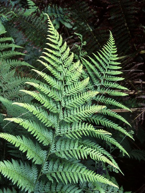 a green plant with lots of leaves on it