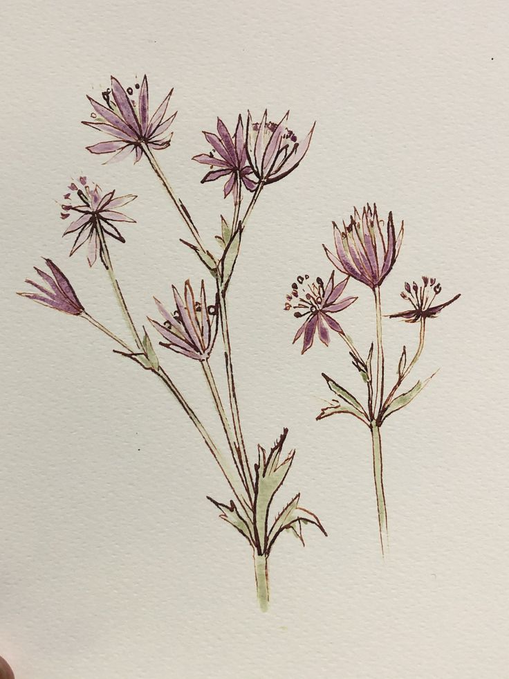 a drawing of some purple flowers on a white paper