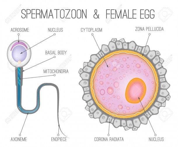 Human Egg Cell Diagram Labeled | Egg cell diagram, Cell diagram, Diagram