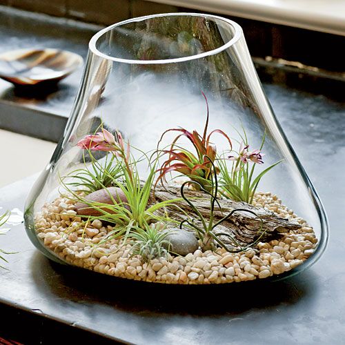 a glass vase filled with plants on top of a table