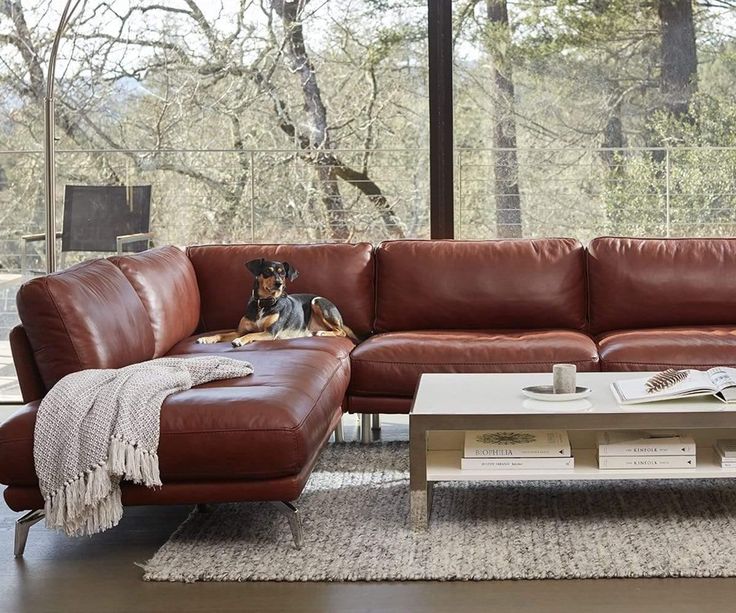 a dog laying on top of a brown leather couch in a living room next to a window