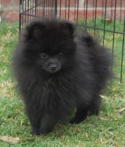 a small black dog standing on top of grass next to a metal fence and door