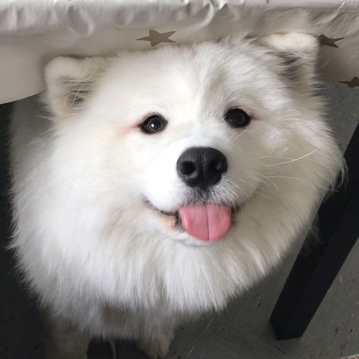 a white dog sitting under a table with its tongue hanging out