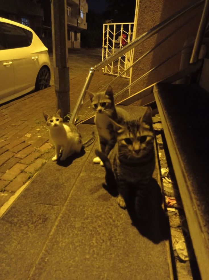 three cats are sitting on the sidewalk next to each other and one cat is looking at the camera