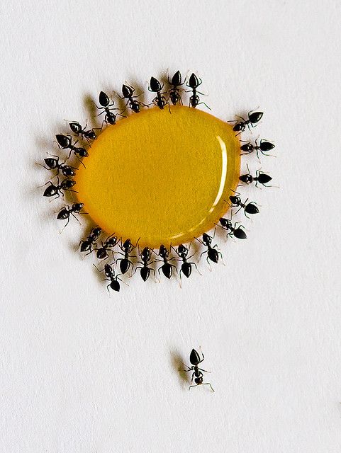 a group of small black ants standing on top of a yellow circle shaped object with smaller black ones around it