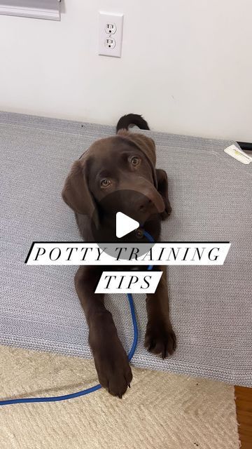 a brown dog laying on top of a bed with the words potty training tips