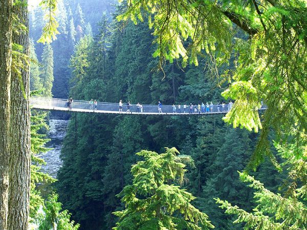 a bridge in the middle of some trees