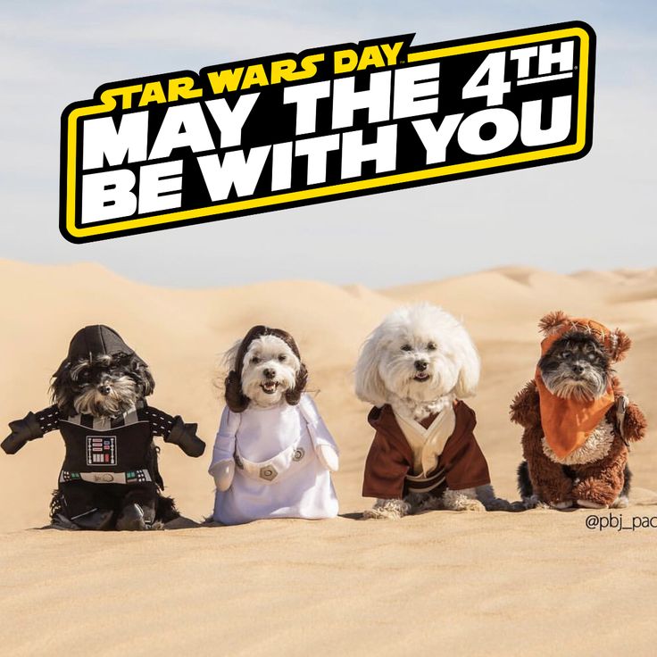 star wars day may the 4th be with you sign over three dogs dressed in costumes