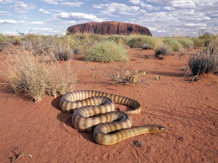 a large brown snake laying on top of a red dirt field