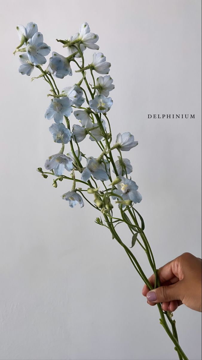 a hand holding a bunch of blue flowers