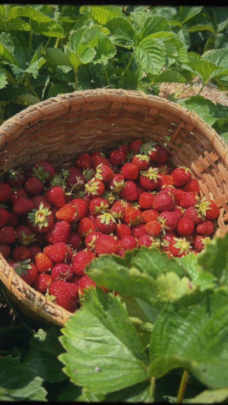 strawberries in a wicker basket surrounded by green leaves on the ground and plants