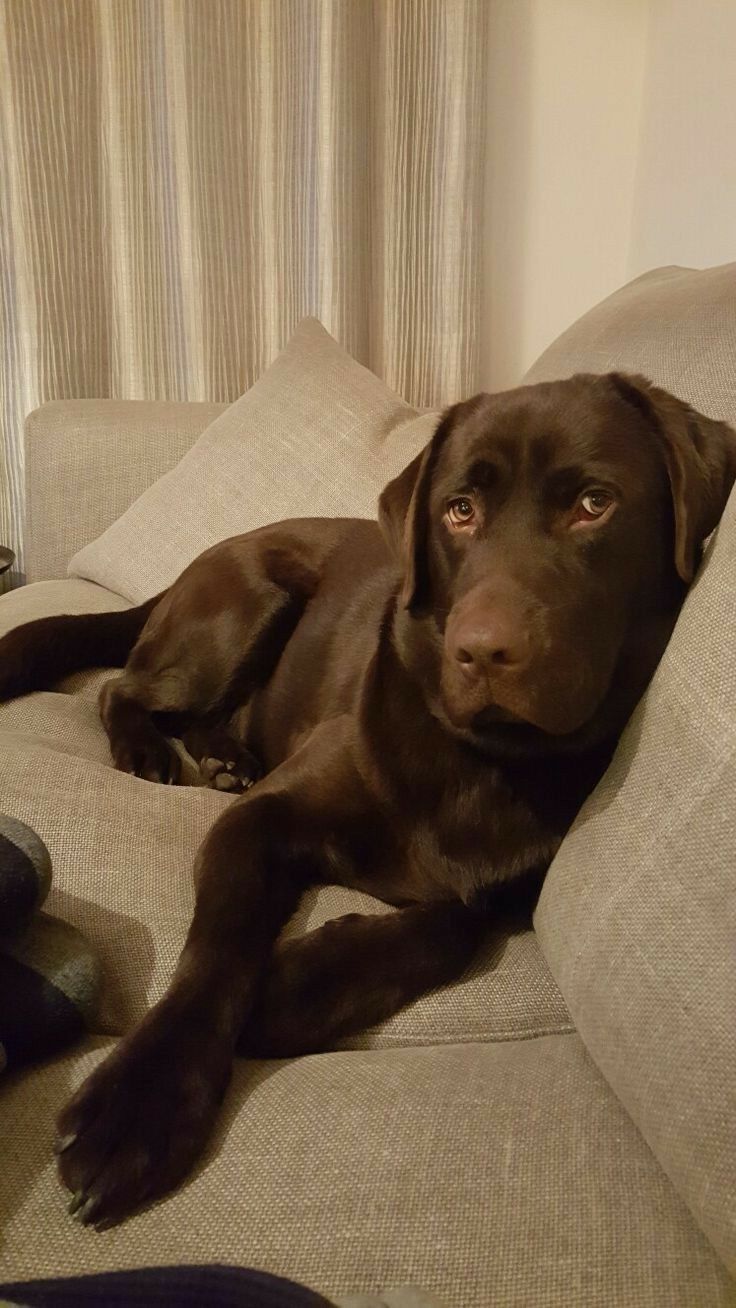 a brown dog laying on top of a couch