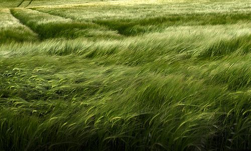 a grassy field with trees in the background