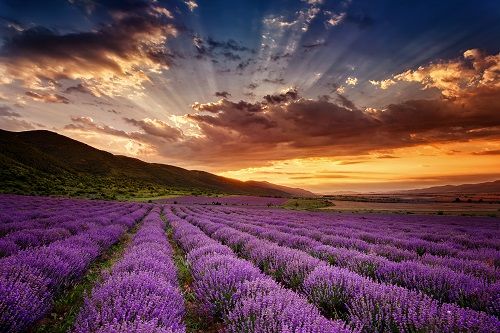 the sun is setting over a lavender field