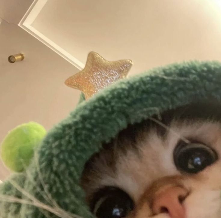 a cat is wearing a green hat and looking at the camera with its eyes wide open