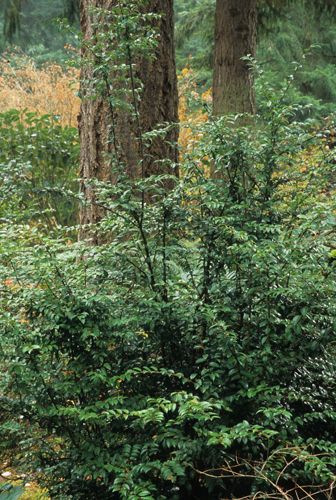 a small bush in the middle of a forest