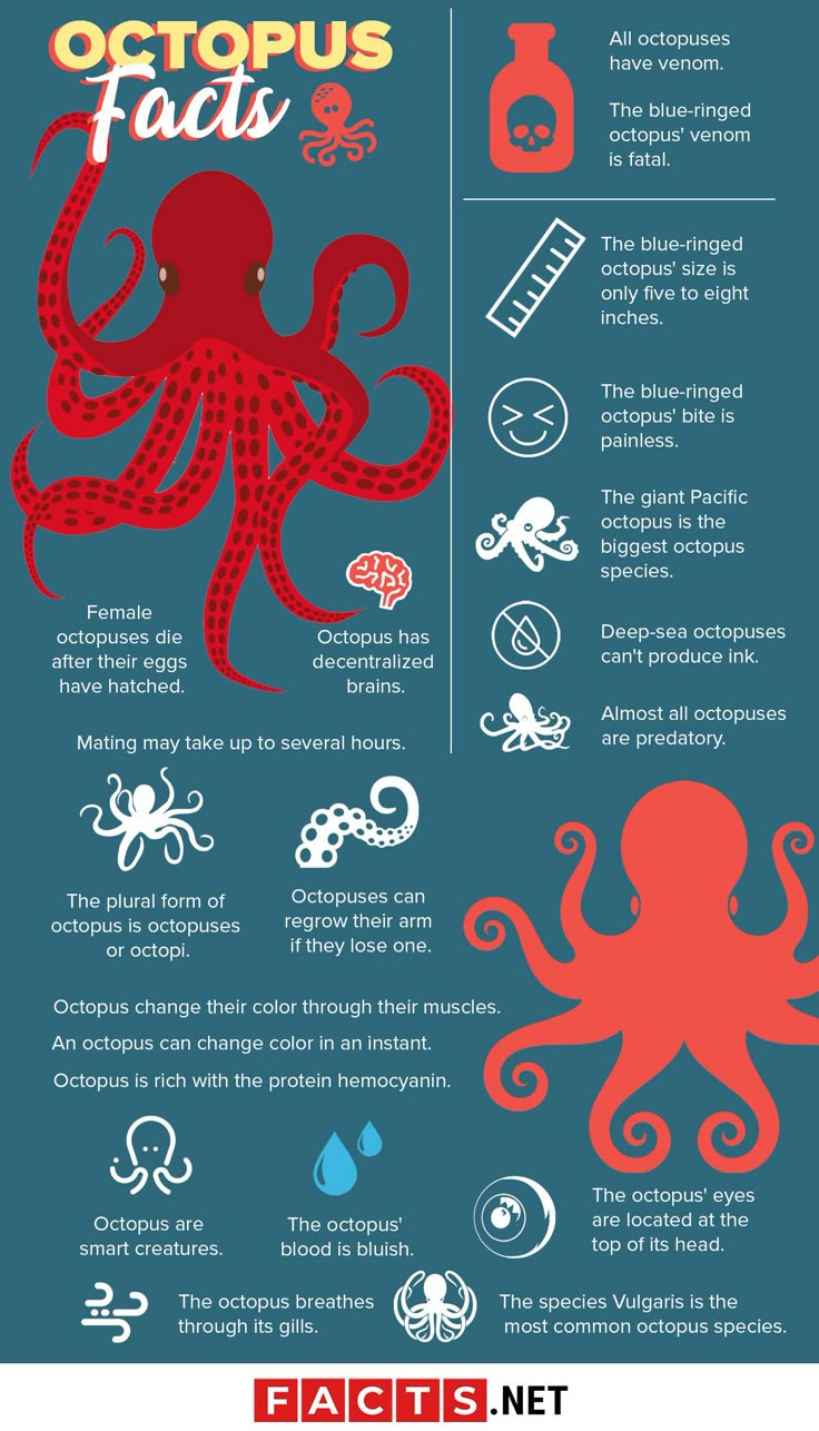 an octopus fact poster with information about its different body types and their names on it