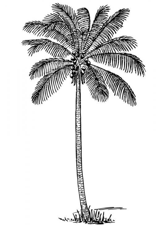 a black and white drawing of a palm tree