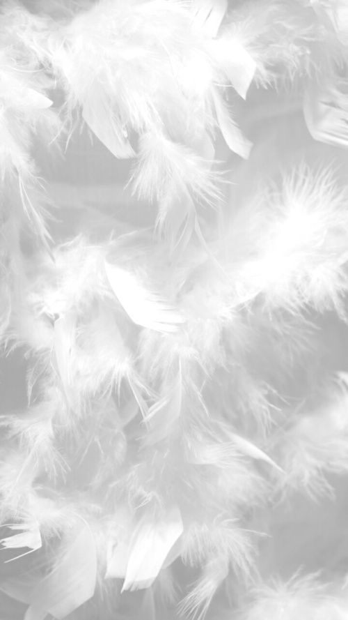 white feathers are arranged together on a black and white background stock photo id10796