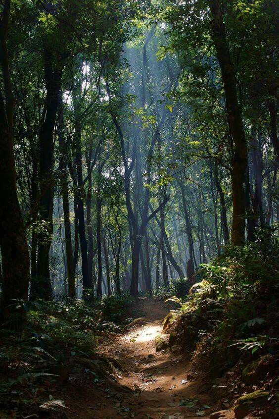 a dirt path in the middle of a forest