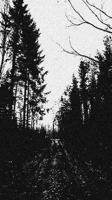 black and white photograph of trees in the woods