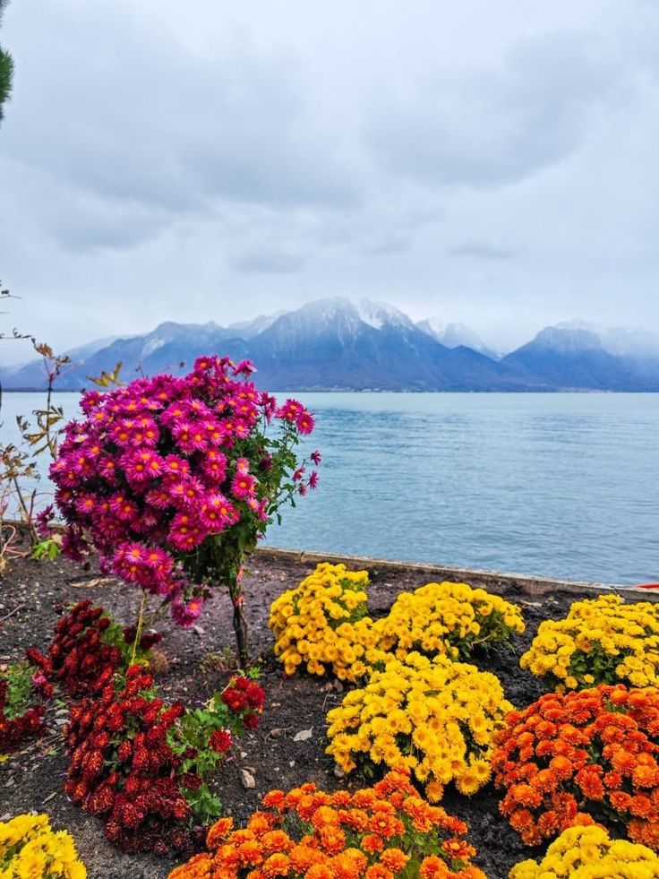 colorful flowers are in the foreground with mountains in the backgrounnd and water in the background