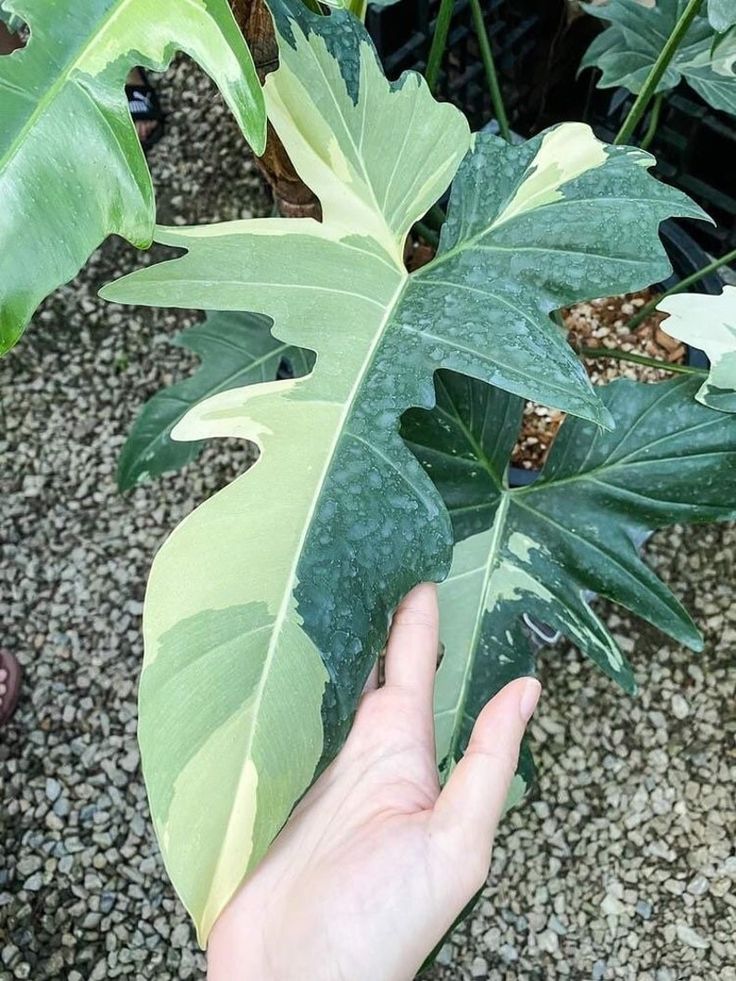 a hand is holding a large green leaf