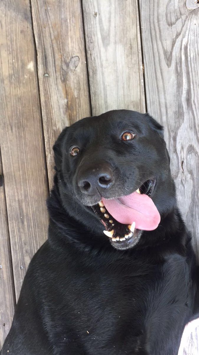 a large black dog laying on top of a wooden floor