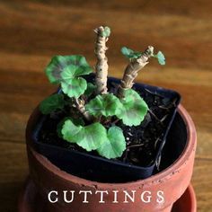 a small potted plant sitting on top of a wooden table next to the words cuttings