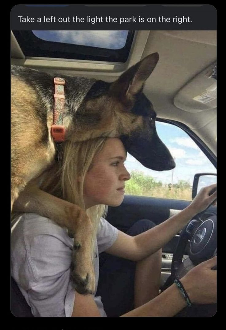 a woman driving a car with a dog on her head and the caption reads, take a left out the light the park is on the right