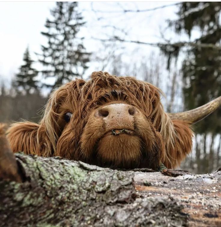 an animal with long hair laying on top of a tree