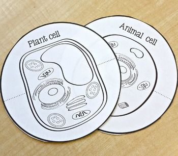 two animal cell shaped paper cutouts on a wooden surface with the words plant cell and animal cell