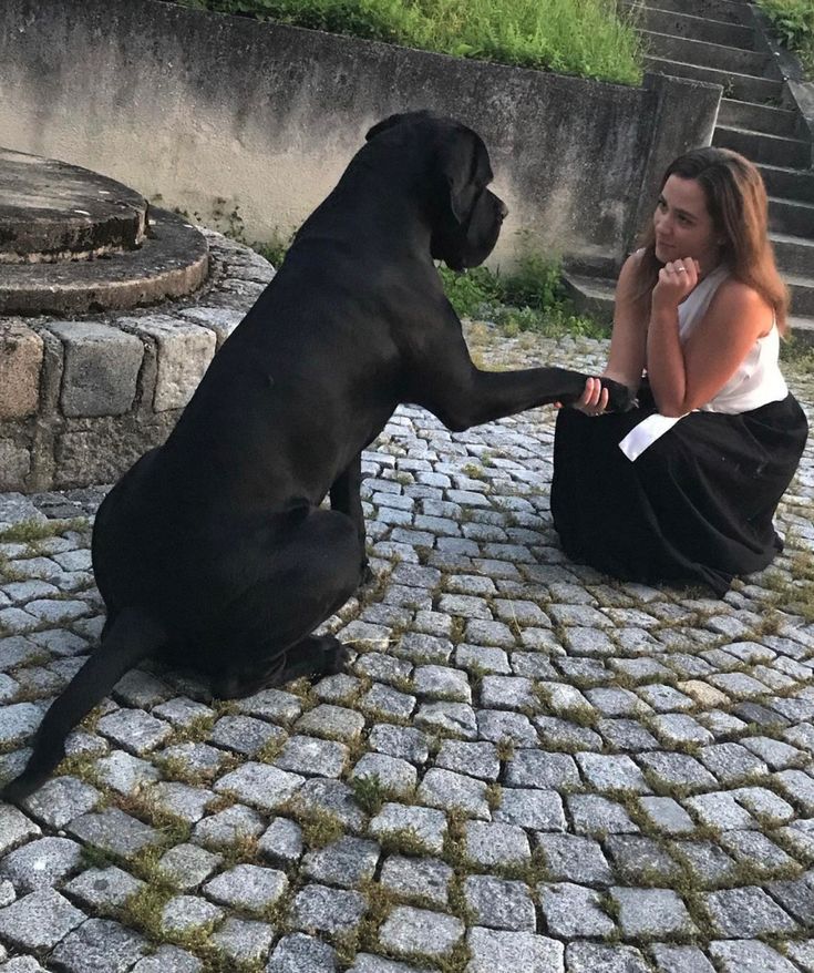 a woman kneeling down next to a large black dog on top of a cobblestone road