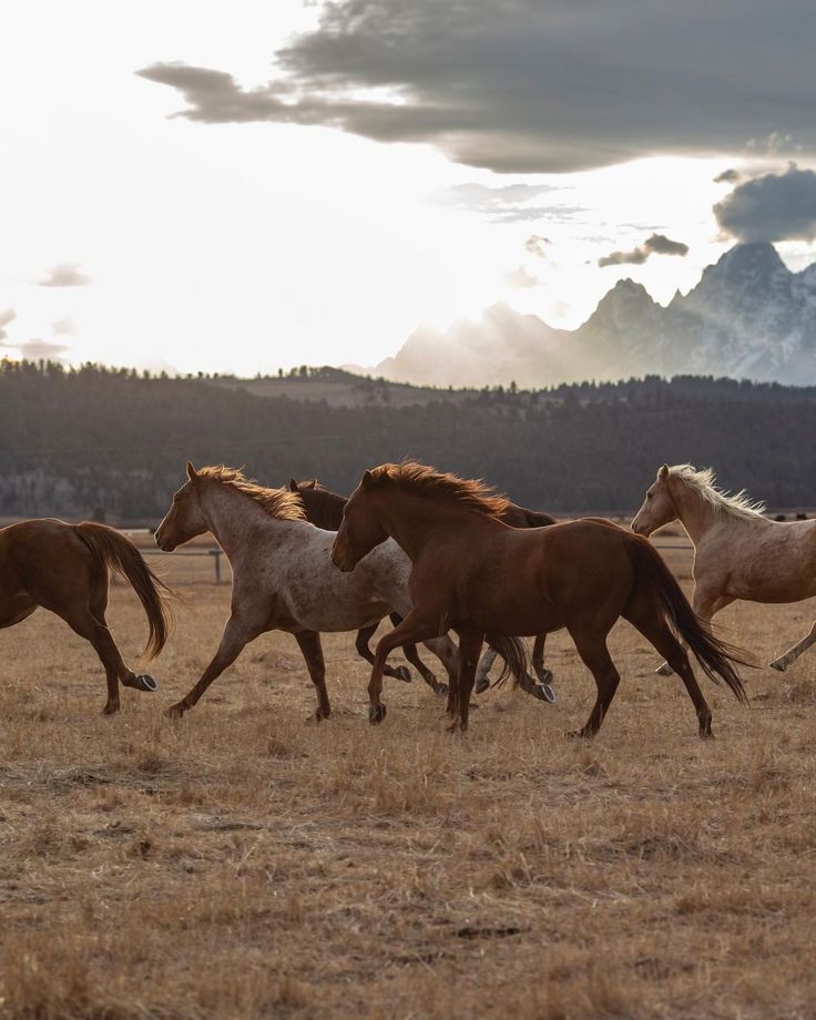 a group of horses running across a dry grass field