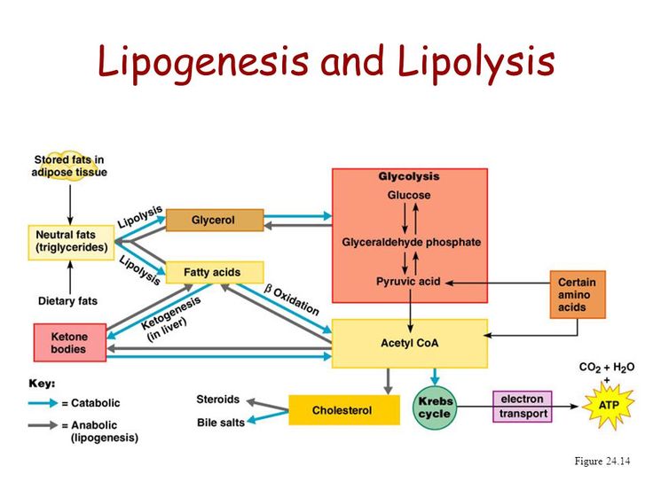 a diagram showing the process of lippogenes and lip polysysiss