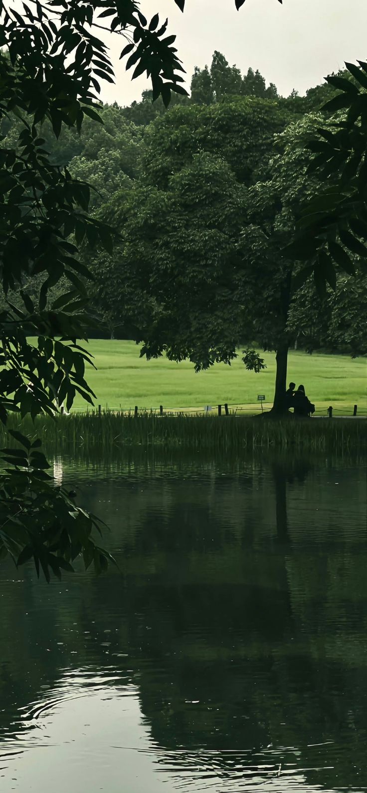 people are sitting on the bank of a lake in front of some trees and grass