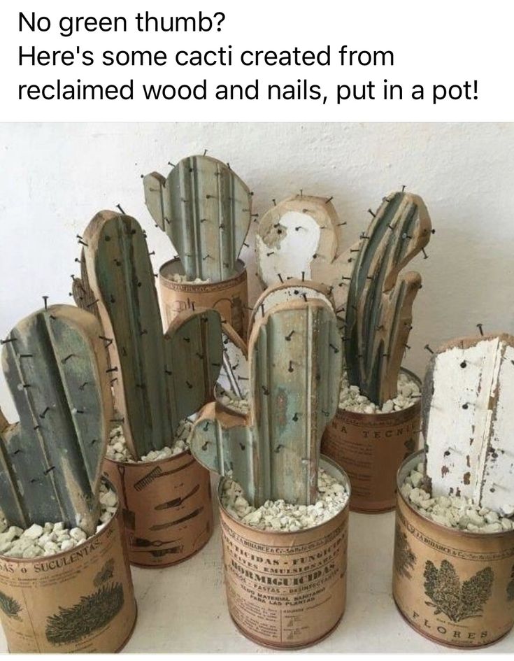 there are many cactus plants in the pots